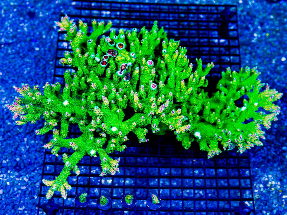 Peach Rings Acropora (Aquacultured) Size: M 0.75” to 1” Frag