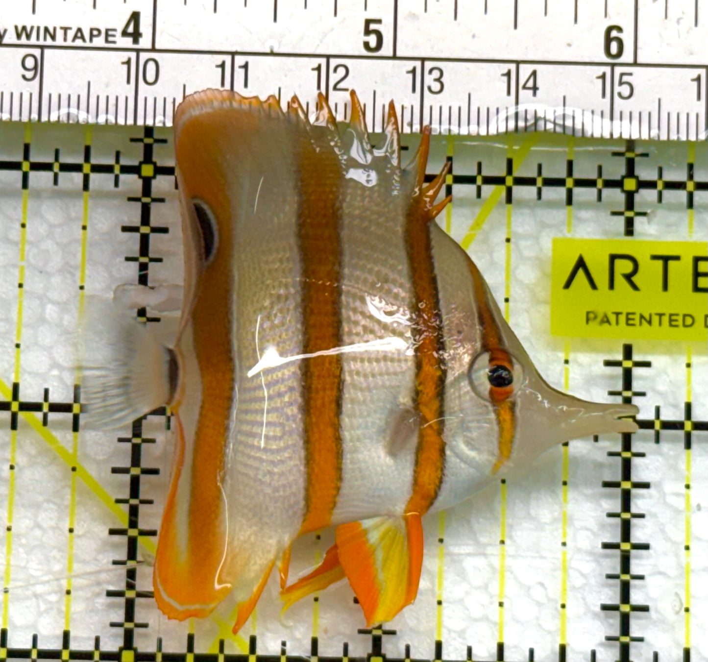 Copperband Butterflyfish CB041004 WYSIWYG Size: S 2.25" approx