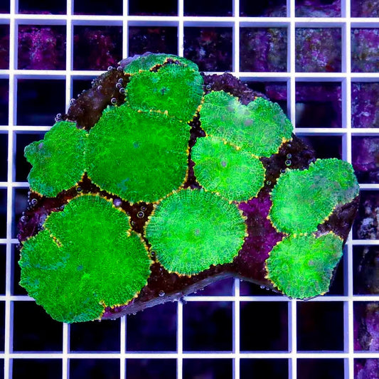 Aussie Neon Mushroom ANM040301 WYSIWYG