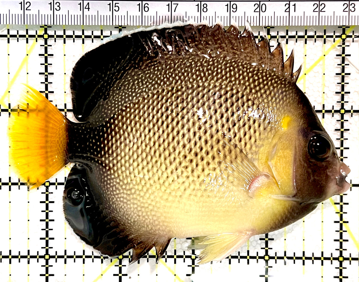 Cream Angelfish CA100401 WYSIWYG Size: L 4.5" approx