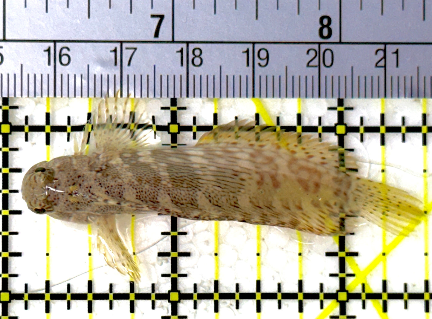 Lawnmower Blenny LB111902 WYSIWYG Size: M 2.5"