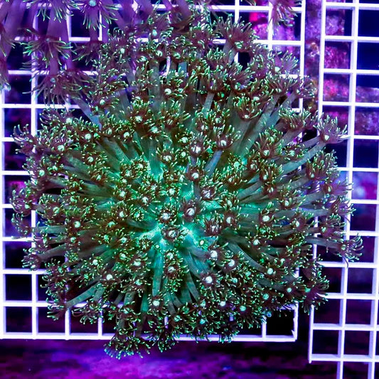 Indo Metallic Goniopora IMG040301 WYSIWYG