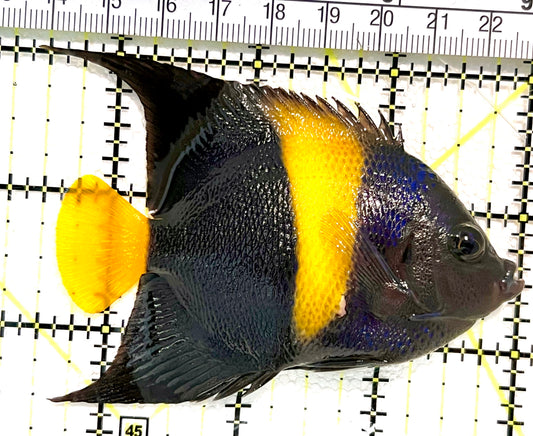 Asfur Angelfish AA100401 WYSIWYG Size: M 3.5" approx