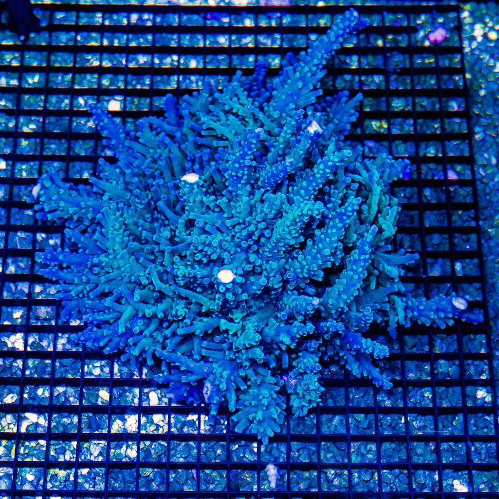 Oregon Blue Tort (Aquacultured) Size: M 0.75” to 1” Frag