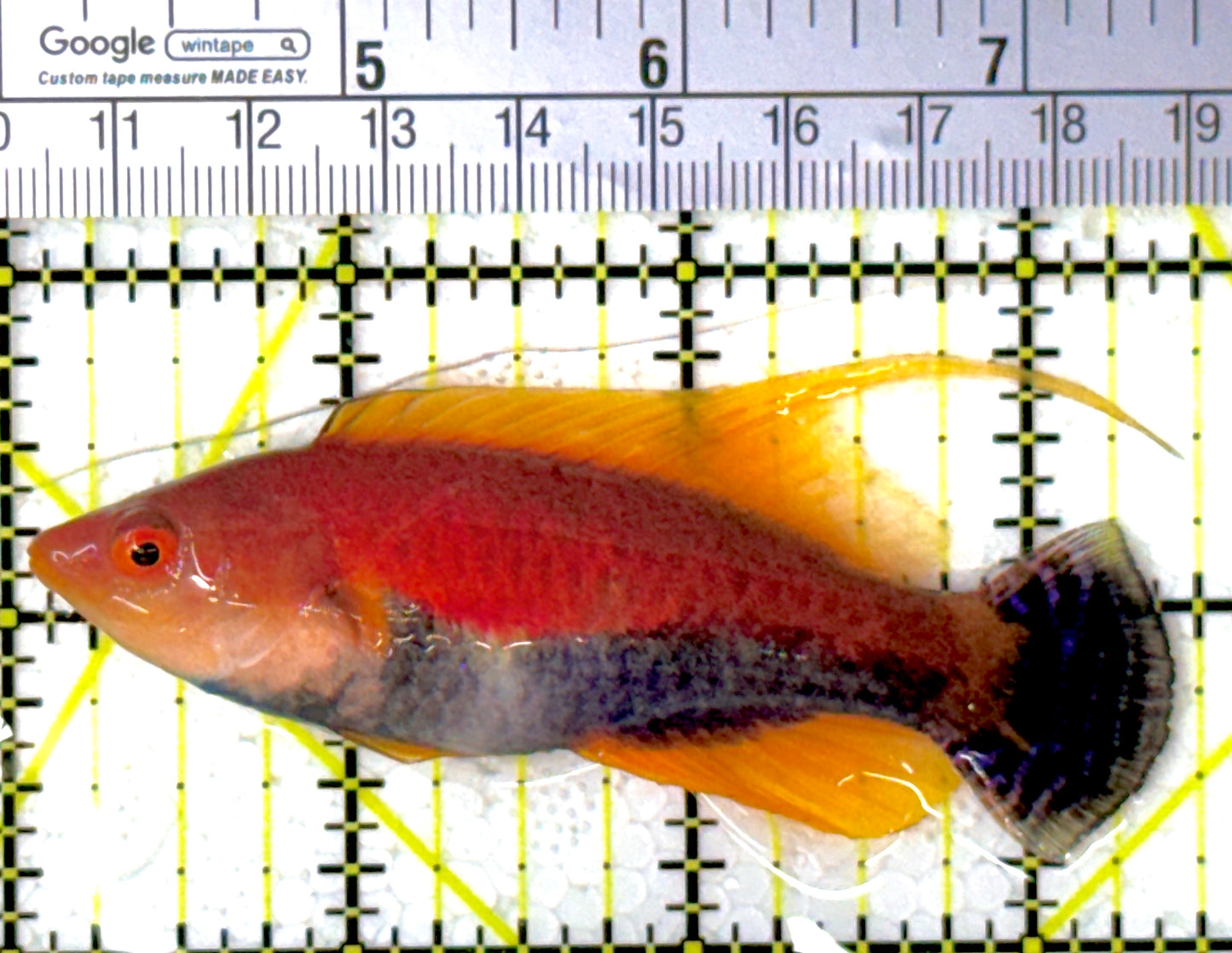 HighFin Fairy Wrasse HFW111901 WYSIWYG Size: SHOW 3.5"