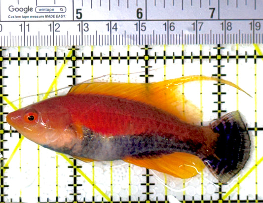 HighFin Fairy Wrasse HFW111901 WYSIWYG Size: SHOW 3.5"