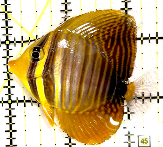 Sailfin Tang ST100401 WYSIWYG Size: M 2.5" approx