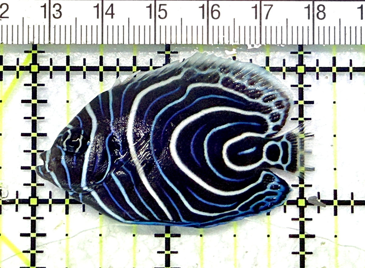 Emperor Angelfish Juvenile EAJ101703 WYSIWYG Size: M 2.25" approx