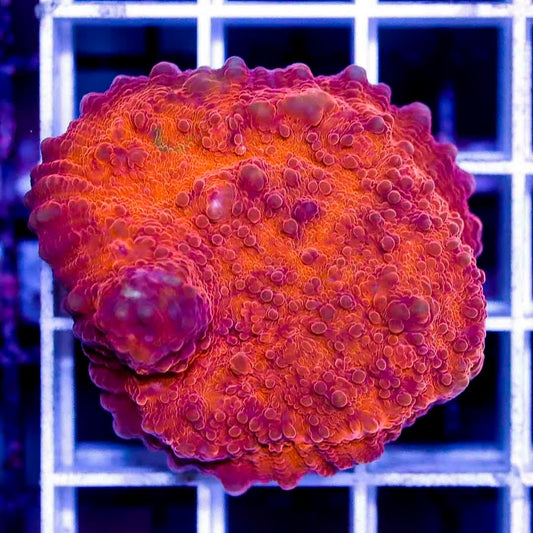 Metallic Aussie Echinophylia MAE040301 WYSIWYG