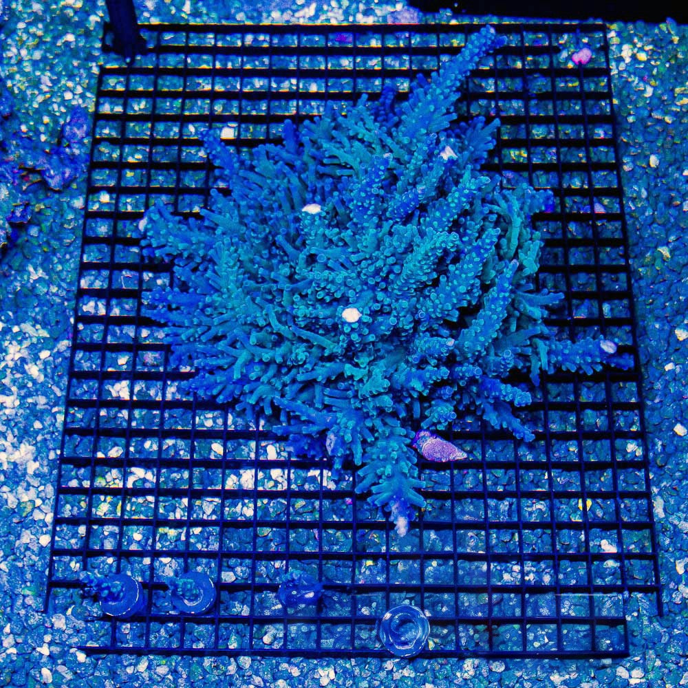 Oregon Blue Tort (Aquacultured) Size: M 0.75” to 1” Frag
