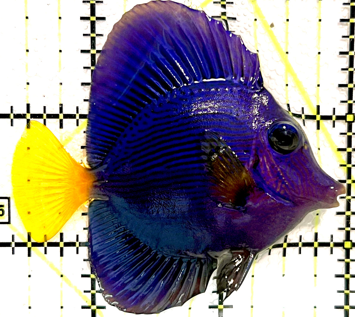Purple Tang PT100402 WYSIWYG Size: S 2.5" approx