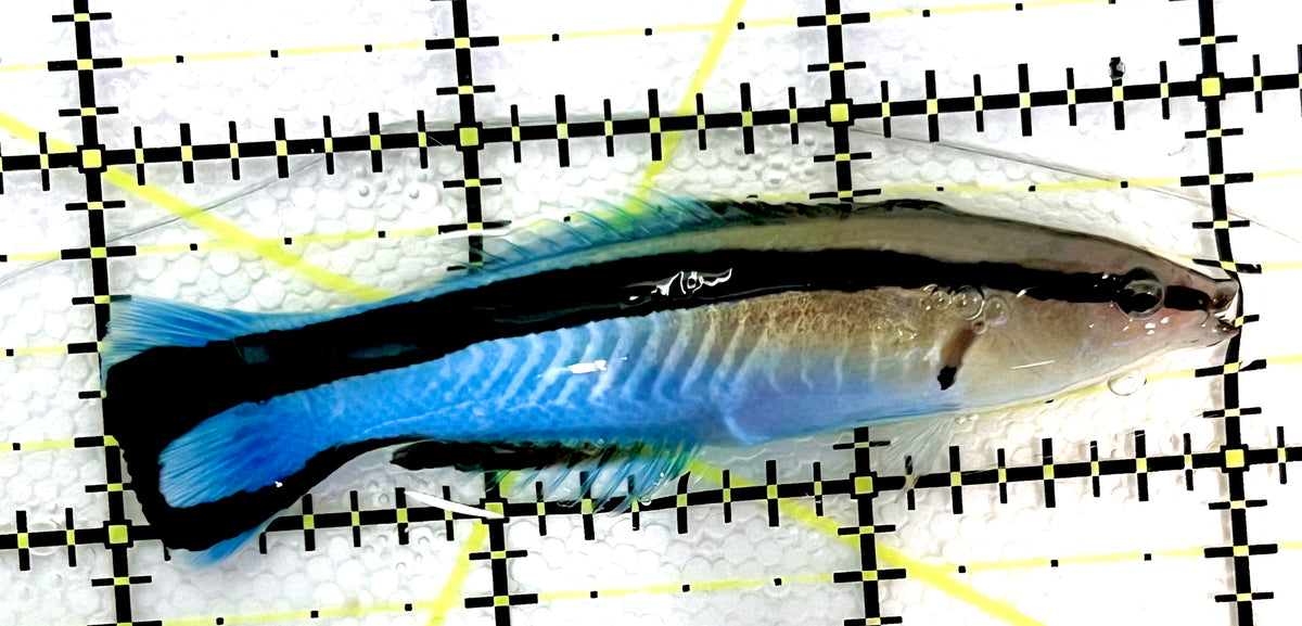 Blue Cleaner Wrasse BCW100501 WYSIWYG Size: XL 3" approx