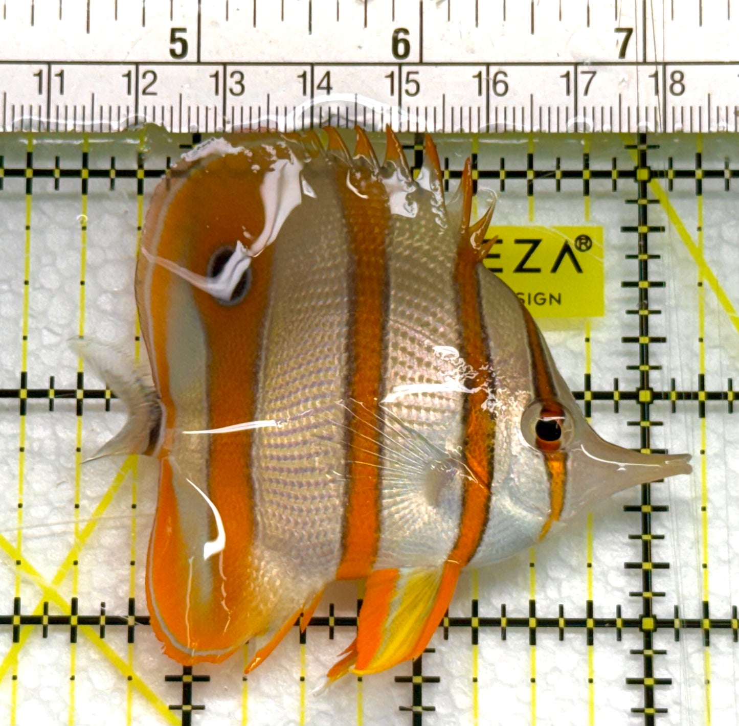 Copperband Butterflyfish CB041005 WYSIWYG Size: M 2.75" approx