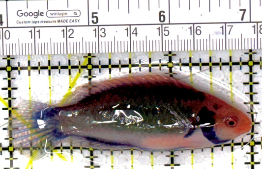 Redhead Solor (Clown Fairy) Wrasse RSW111902 WYSIWYG Size: XL 3"