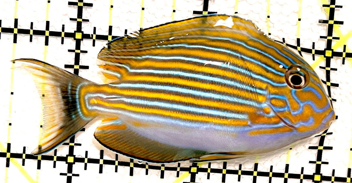 Clown Tang CT100501 WYSIWYG Size: S 2.5" approx