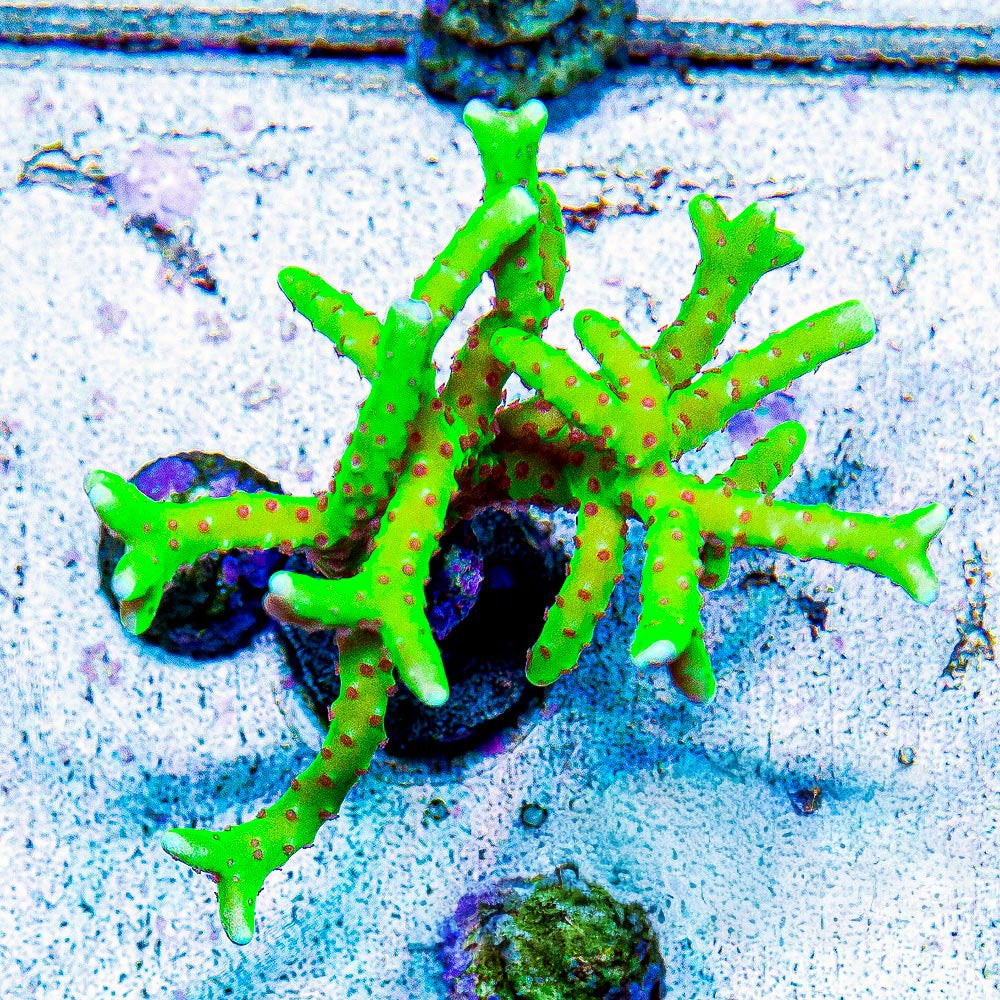 Luminescence Anacropora (Aquacultured) Size: M 0.75” to 1” approx Frag