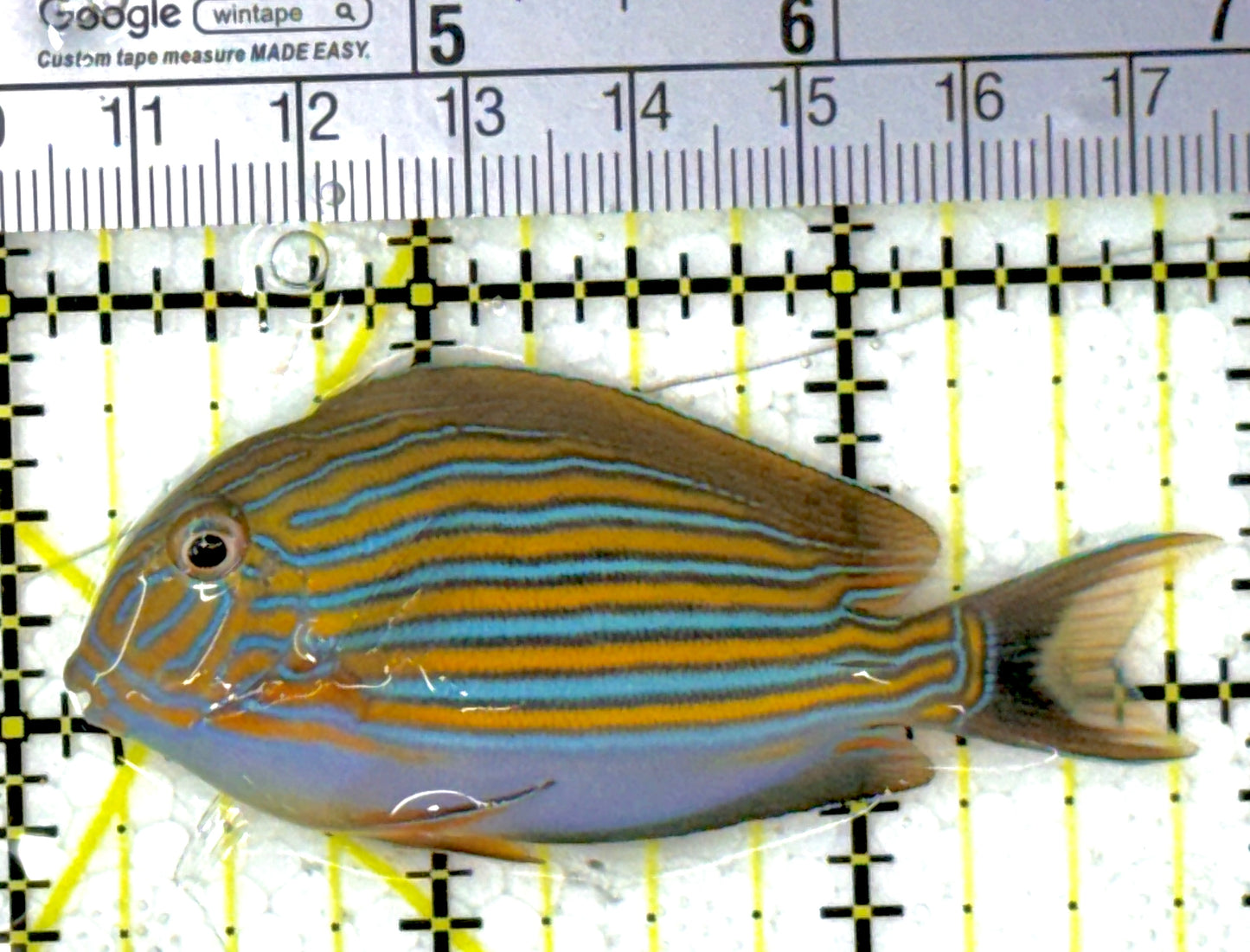 Clown Tang CT111901 WYSIWYG Size: S 2.75"