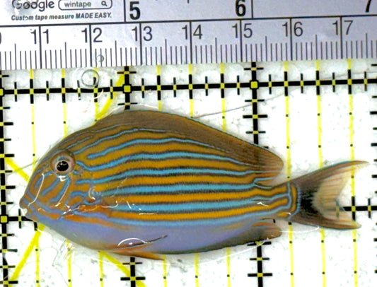 Clown Tang CT111901 WYSIWYG Size: S 2.75"