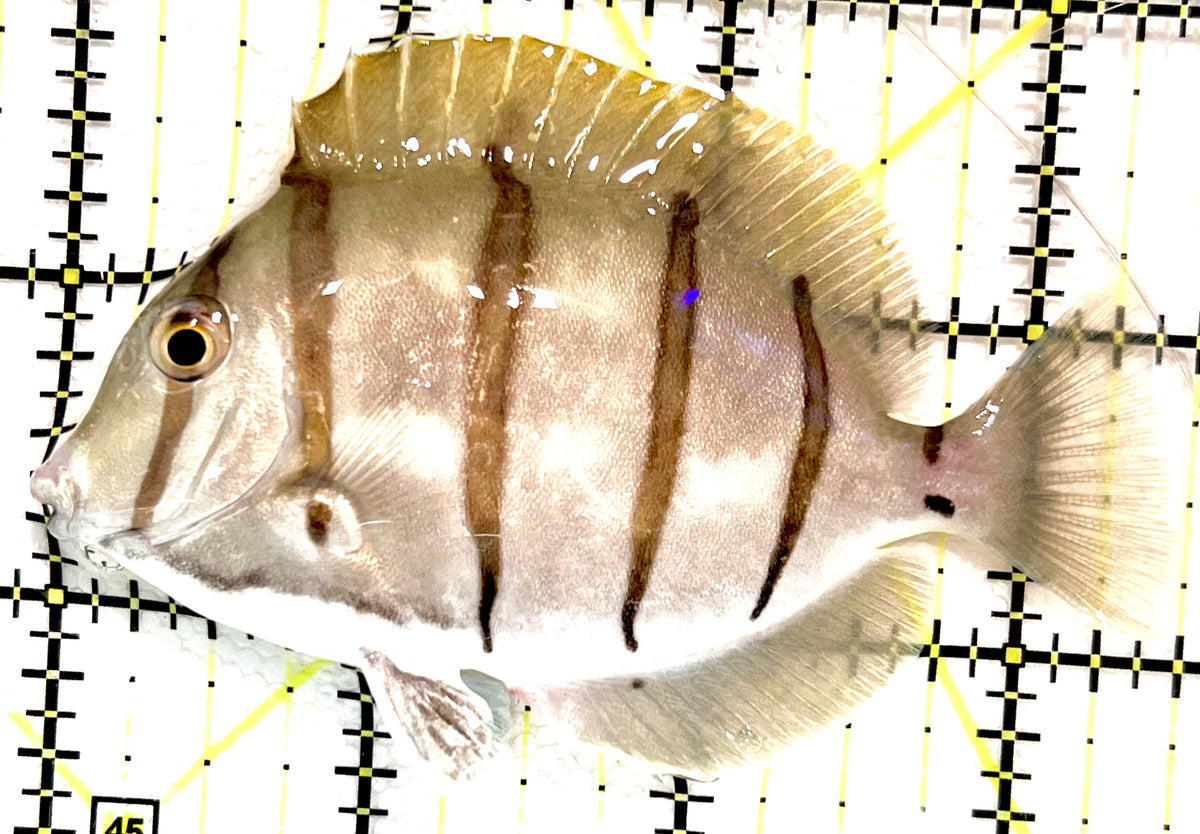 Convict Tang CT100501 WYSIWYG Size: XL 3.5" approx