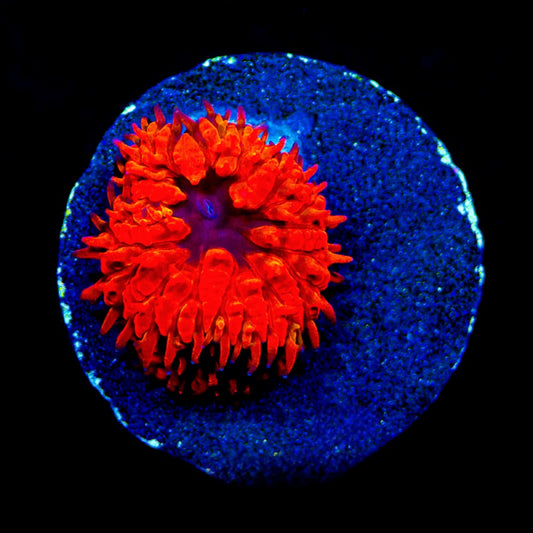 Aquaculture Final Destination Blastomussa Size: M 0.75” to 1” Frag