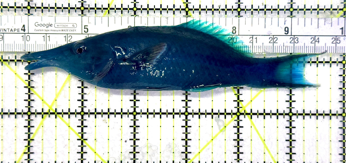 Green Bird Wrasse GBW101701 WYSIWYG Size: L 5.75" approx