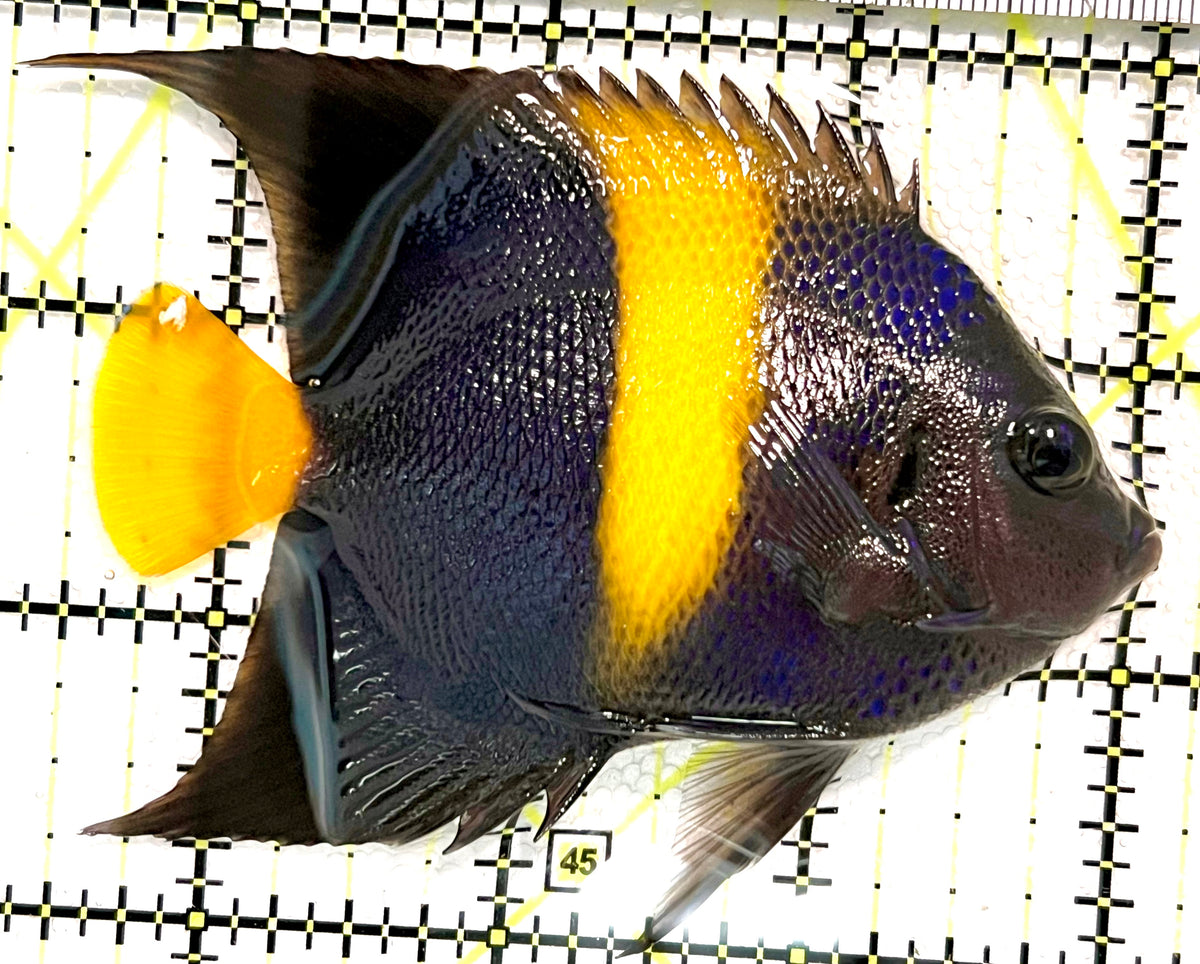 Asfur Angelfish AA100501 WYSIWYG Size: M 3.75" approx