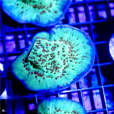 Cultured Mind Trick Montipora Mother Colony CMTMMC072201 WYSIWYG