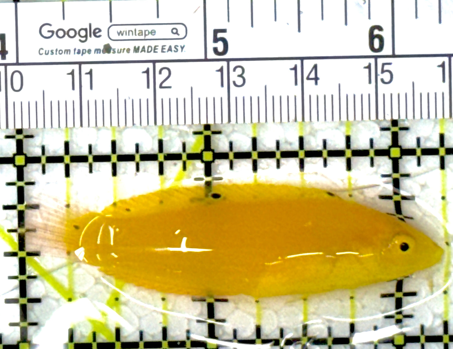 Yellow Coris Wrasse YCW111901 WYSIWYG Size: M 2.25"