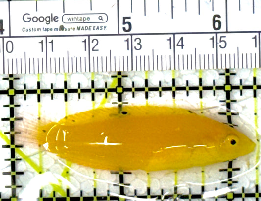 Yellow Coris Wrasse YCW111901 WYSIWYG Size: M 2.25"