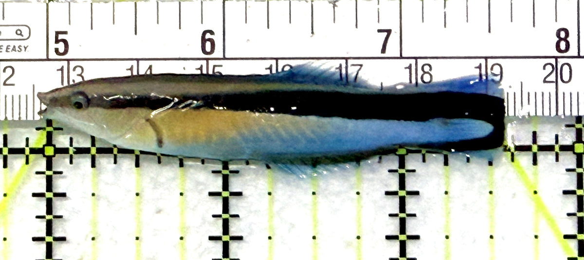 Blue Cleaner Wrasse BCW101701 WYSIWYG Size: XL 2.5" approx