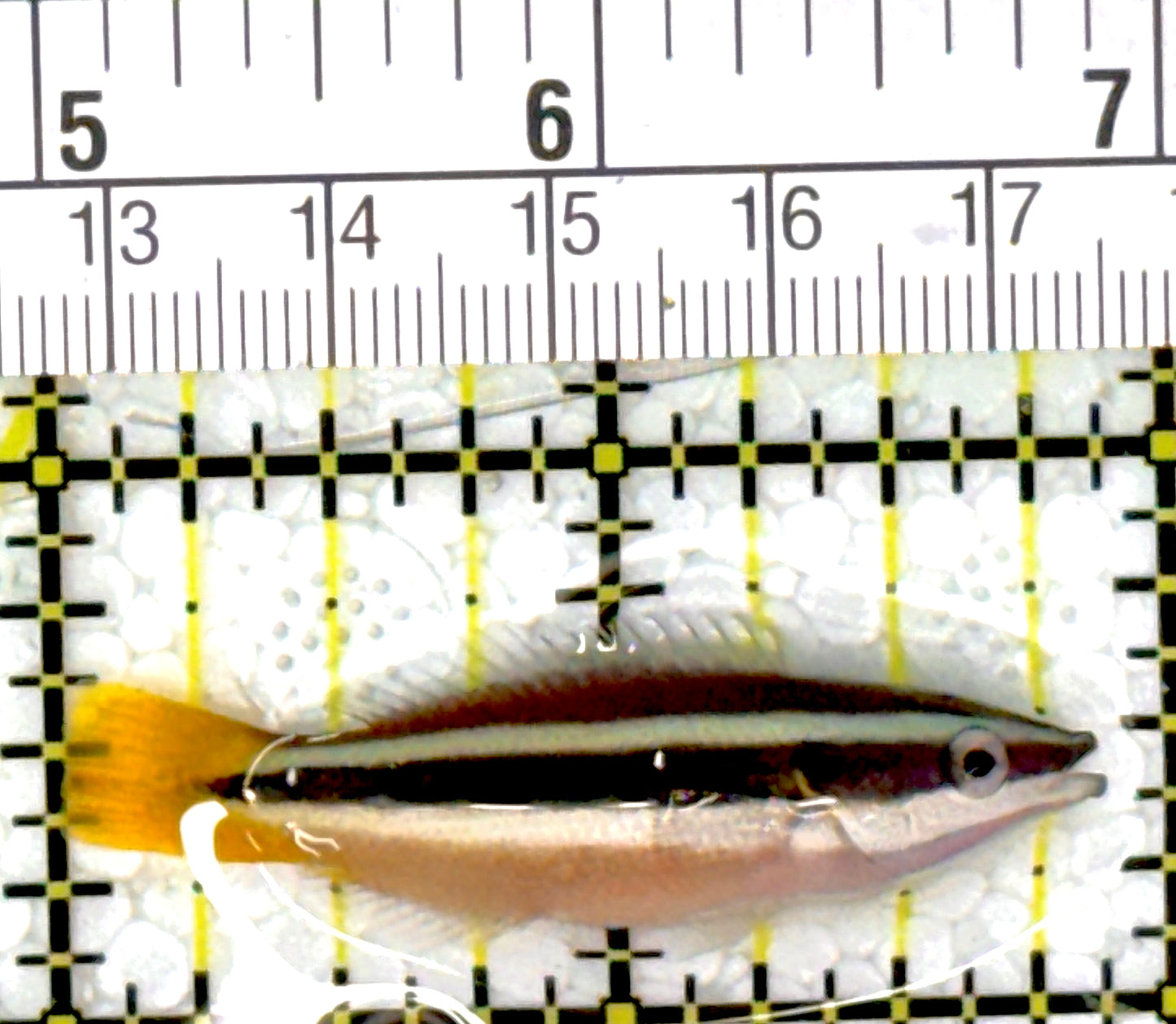 Yellowtail Cleaner Wrasse YCW111901 WYSIWYG Size: 2"