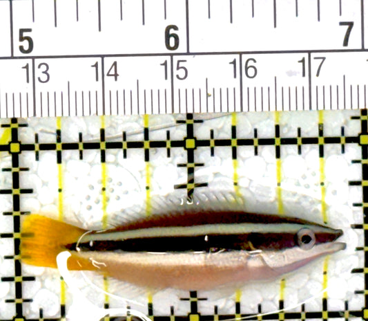 Yellowtail Cleaner Wrasse YCW111901 WYSIWYG Size: 2"