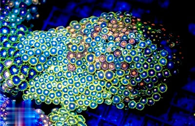 Indo Ultra Zoa Mother Colony IUZMC072201 WYSIWYG