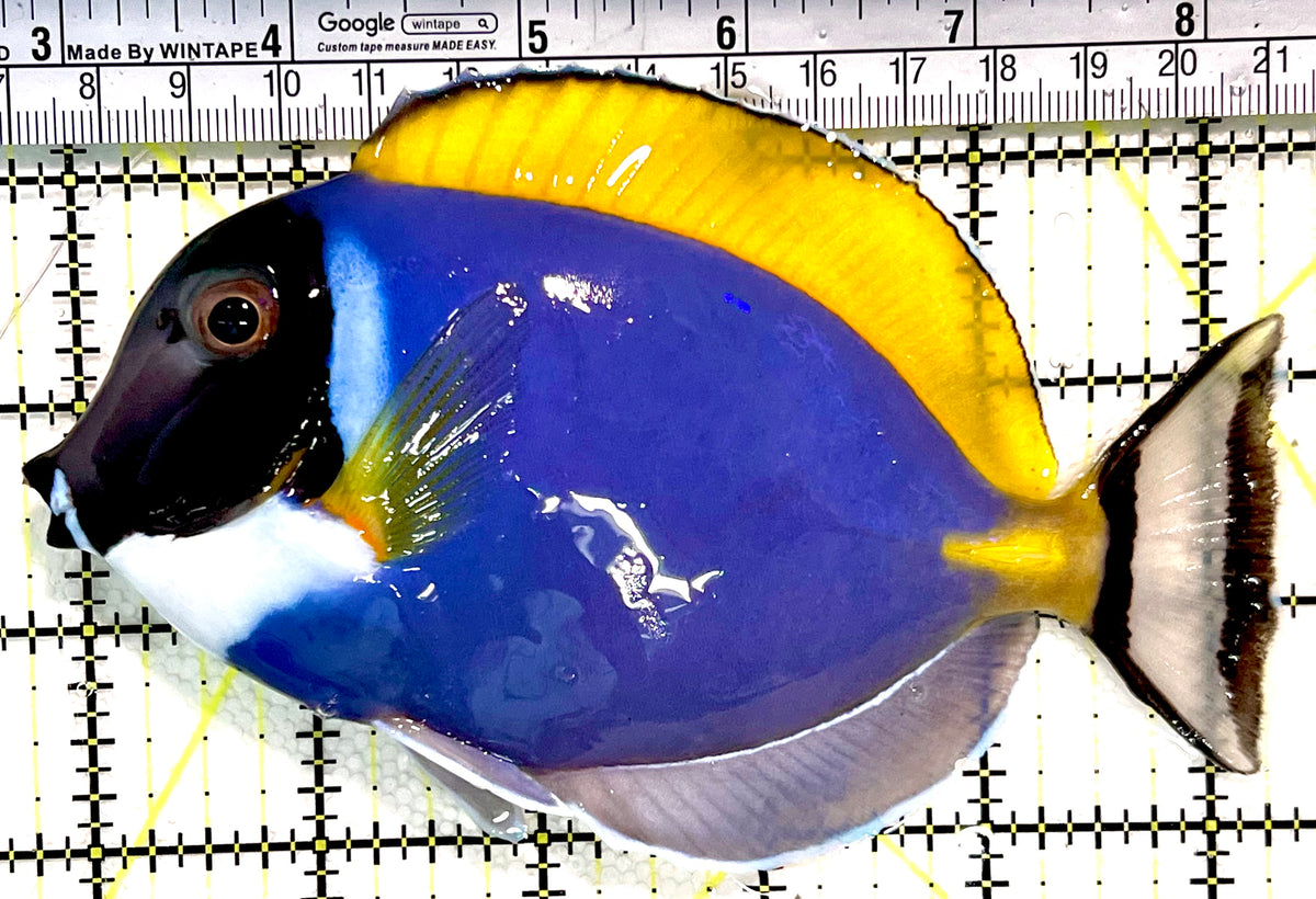 Powder Blue Tang (Maldives) PBT100501 WYSIWYG Size: XL 5.5" approx