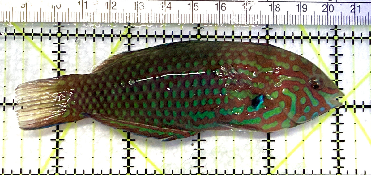 Ornate Leopard Wrasse OLW101701 WYSIWYG Size: XXL/SHOW 4.5" approx