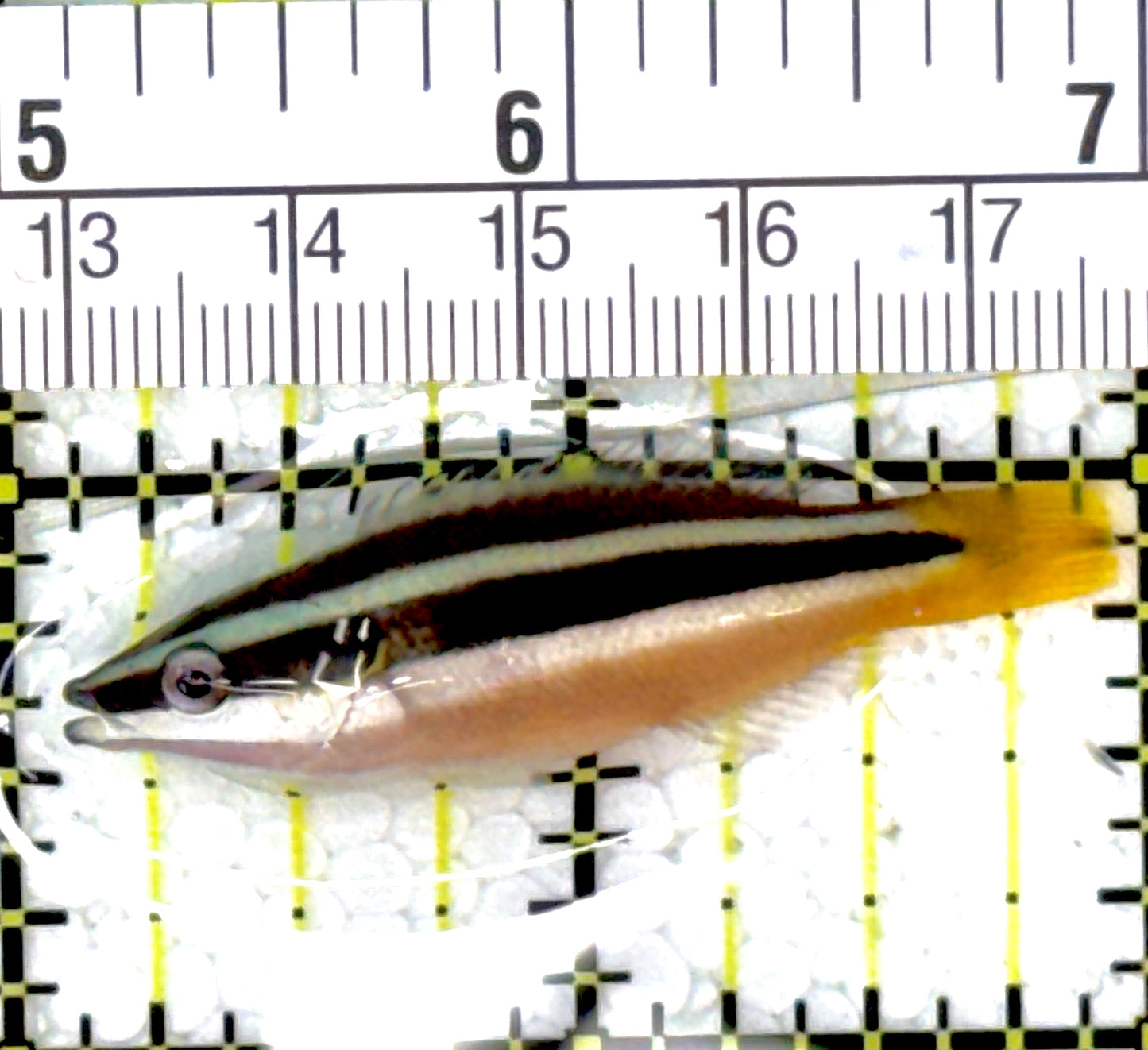 Yellowtail Cleaner Wrasse YCW111901 WYSIWYG Size: 2"