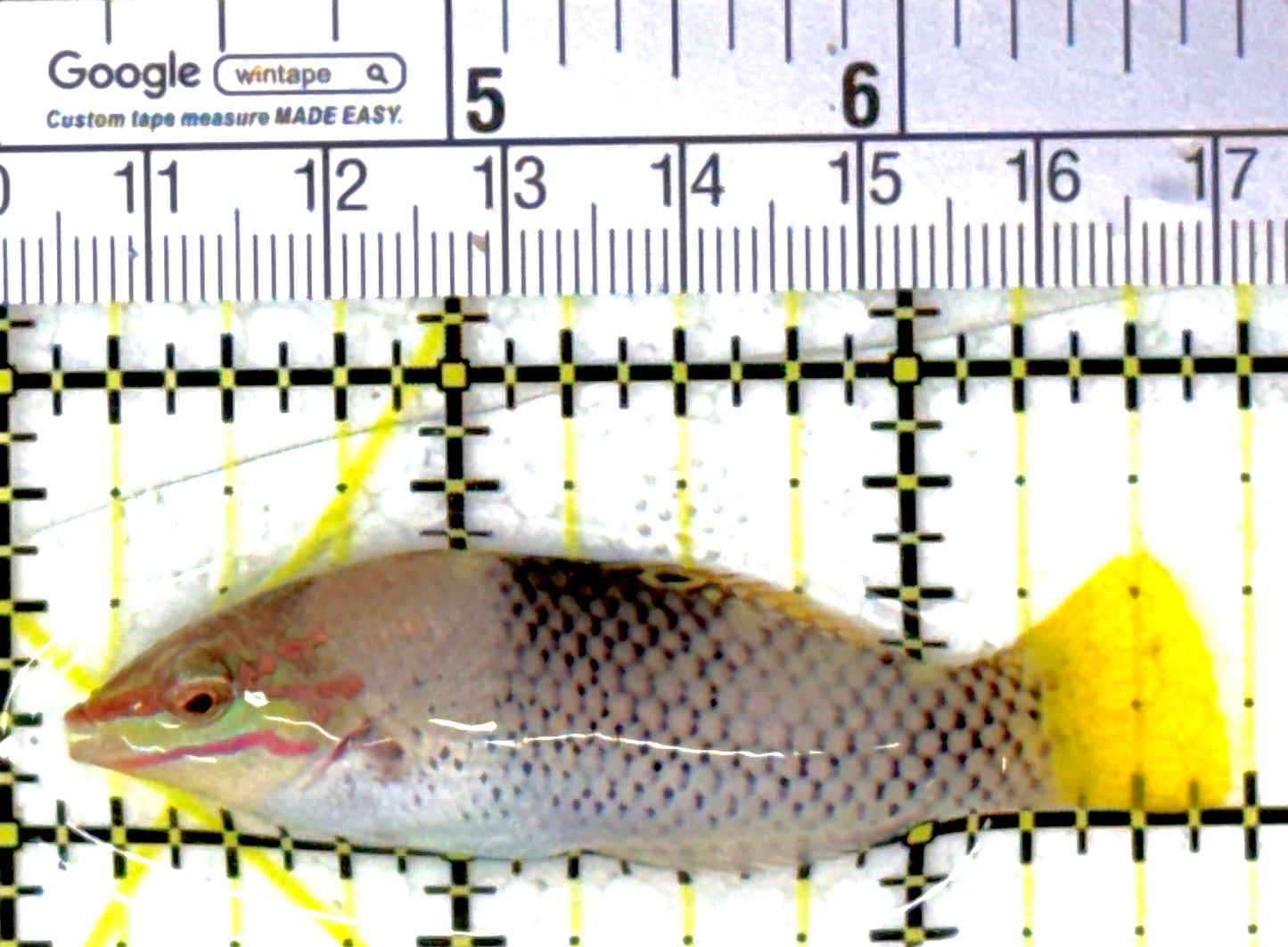 Checkerboard Wrasse CW111901 WYSIWYG Size: M 2.75"