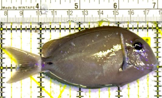 Yellow Fin Tang Fish YFTF022201 WYSIWYG Size: M 4" approx
