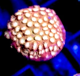 Golden Girl Cyphastrea Mother Colony GGCMC072201 WYSIWYG