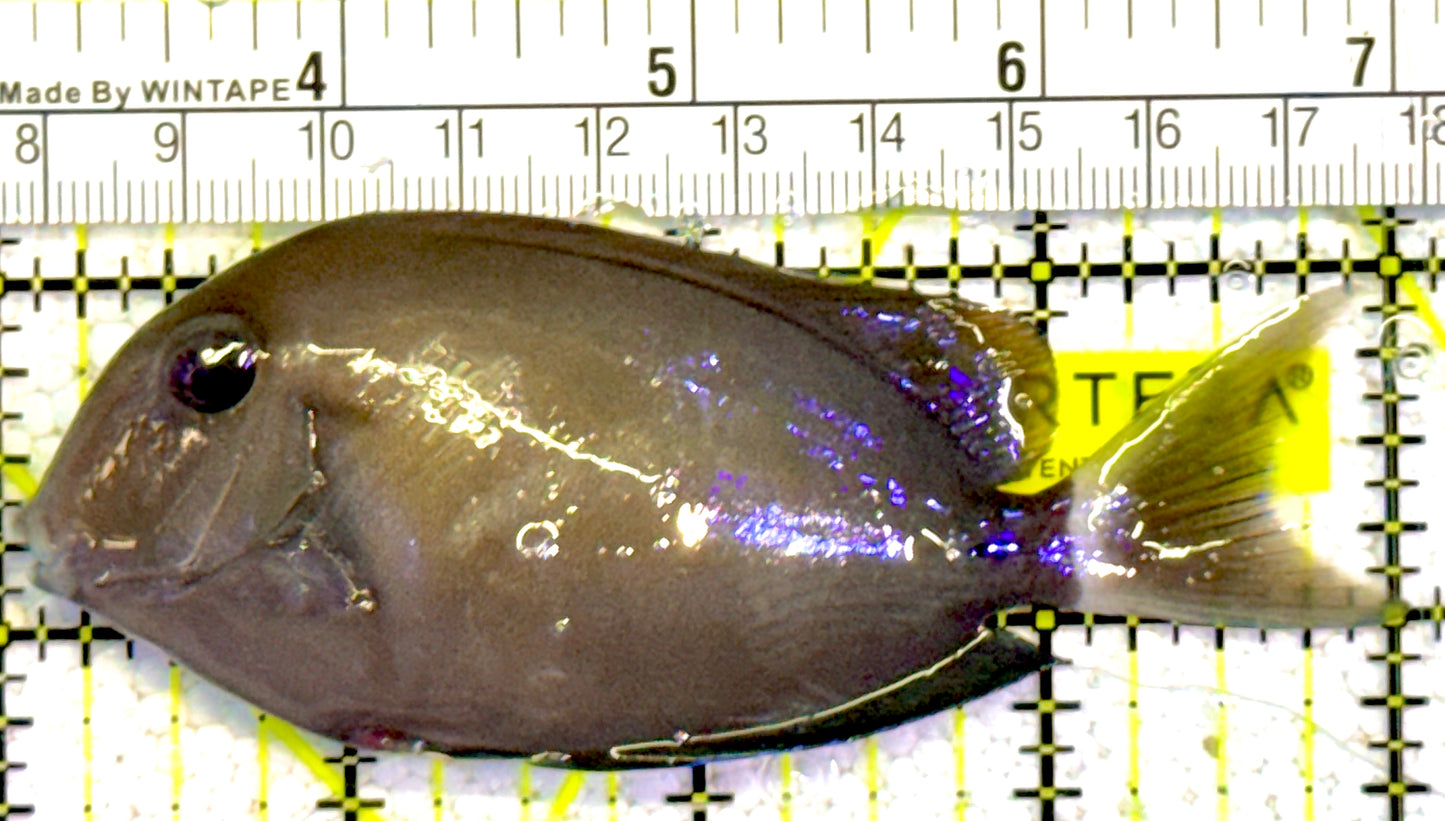 Yellow Fin Tang Fish YFTF022201 WYSIWYG Size: M 4" approx