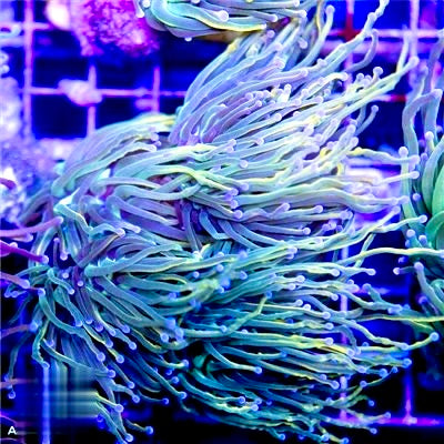 Gold Torch Colony With Purple Tips Mother Colony GTCMC072201 WYSIWYG
