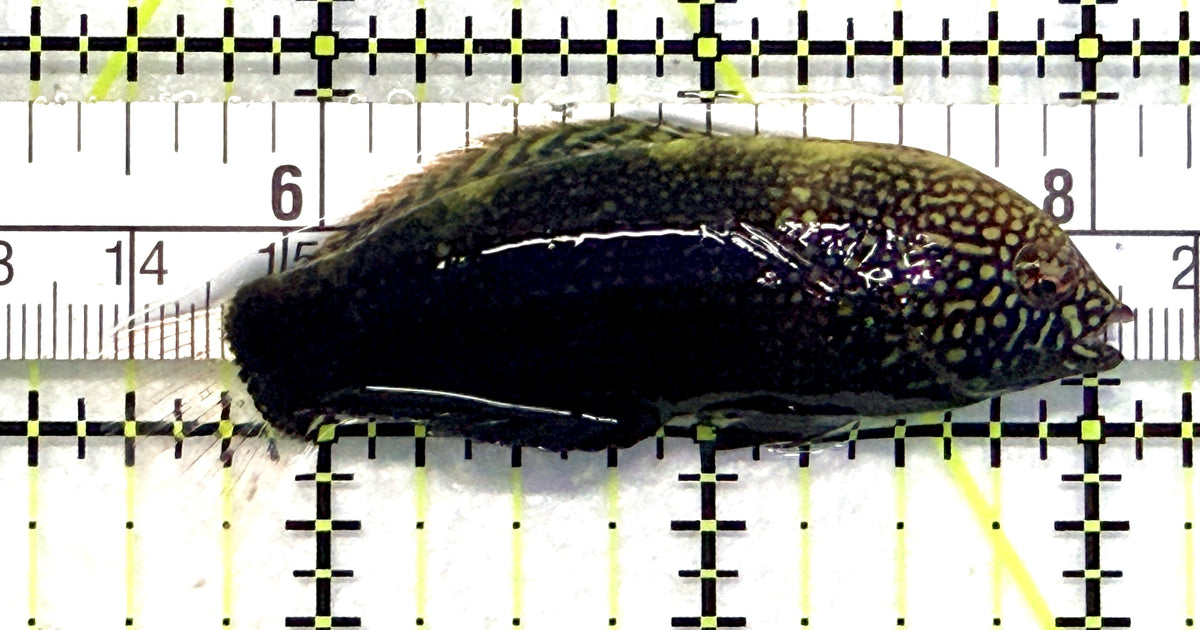 Black Leopard Wrasse BLW101701 WYSIWYG Size: XL 2.5" approx