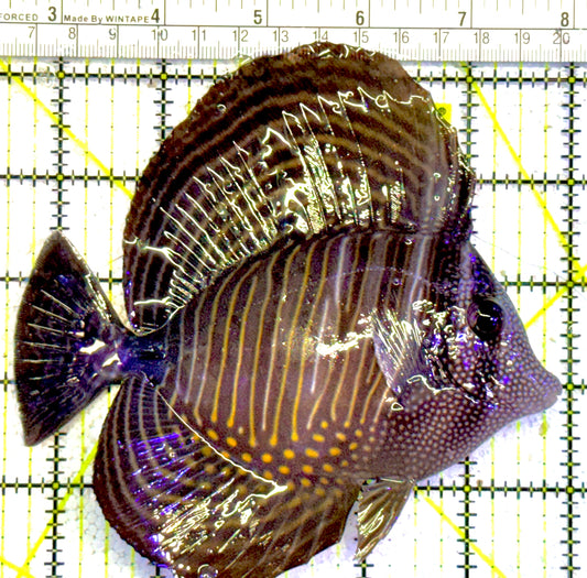 Desjardini Tang (Red Sea Sailfin Tang) DT022201 WYSIWYG Size: XL 5.5"approx