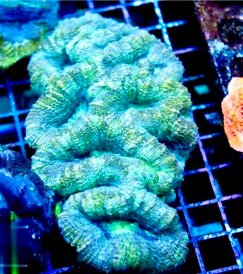 Aussie Neon Bowerbanki Mother Colony ANBMC072201 WYSIWYG
