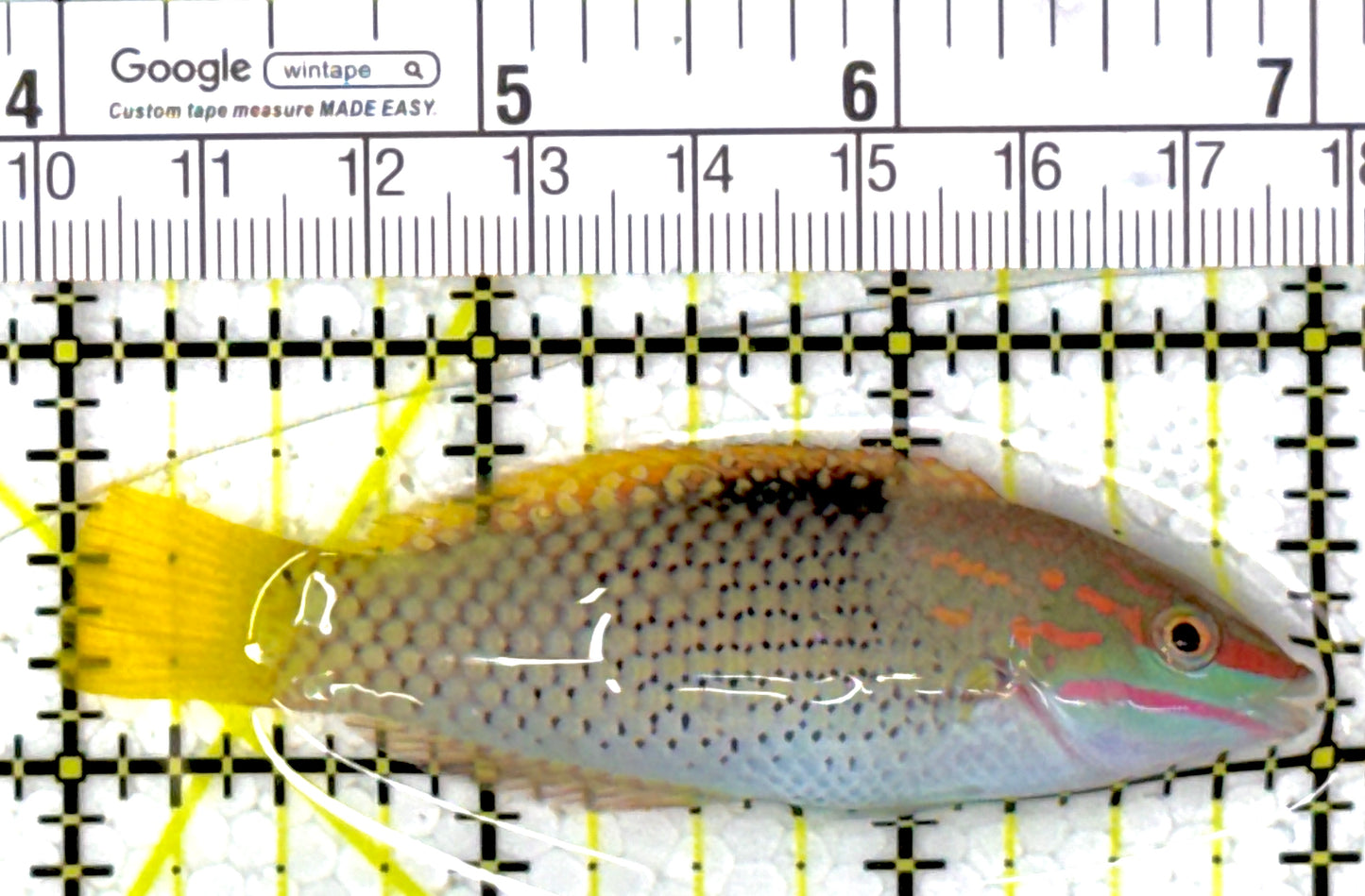 Checkerboard Wrasse CW111902 WYSIWYG Size: M 3"