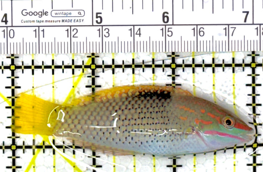 Checkerboard Wrasse CW111902 WYSIWYG Size: M 3"