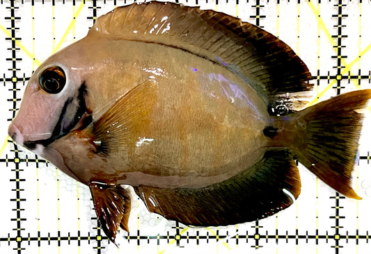 Chocolate Tang (Yellow Mimic when Juvenile) CT100501 WYSIWYG Size: L 4.5" approx