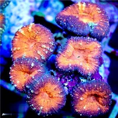 Aussie Ultra Molten Lava Lobophyllia Mother Colony AUMLLMC072201 WYSIWYG