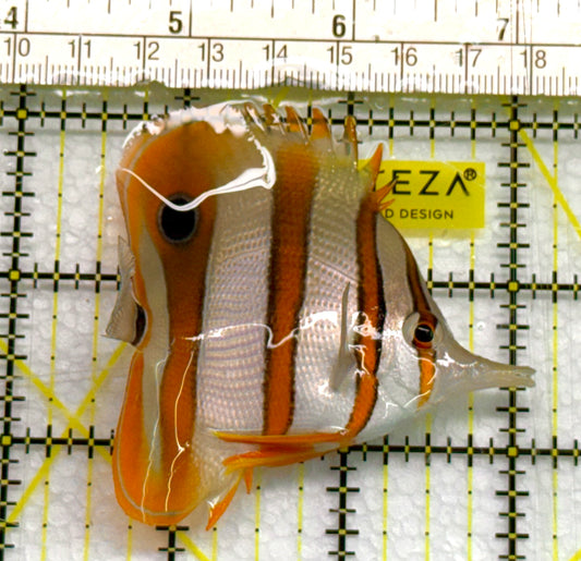 Copperband Butterflyfish CB041006 WYSIWYG Size: ML 3" approx