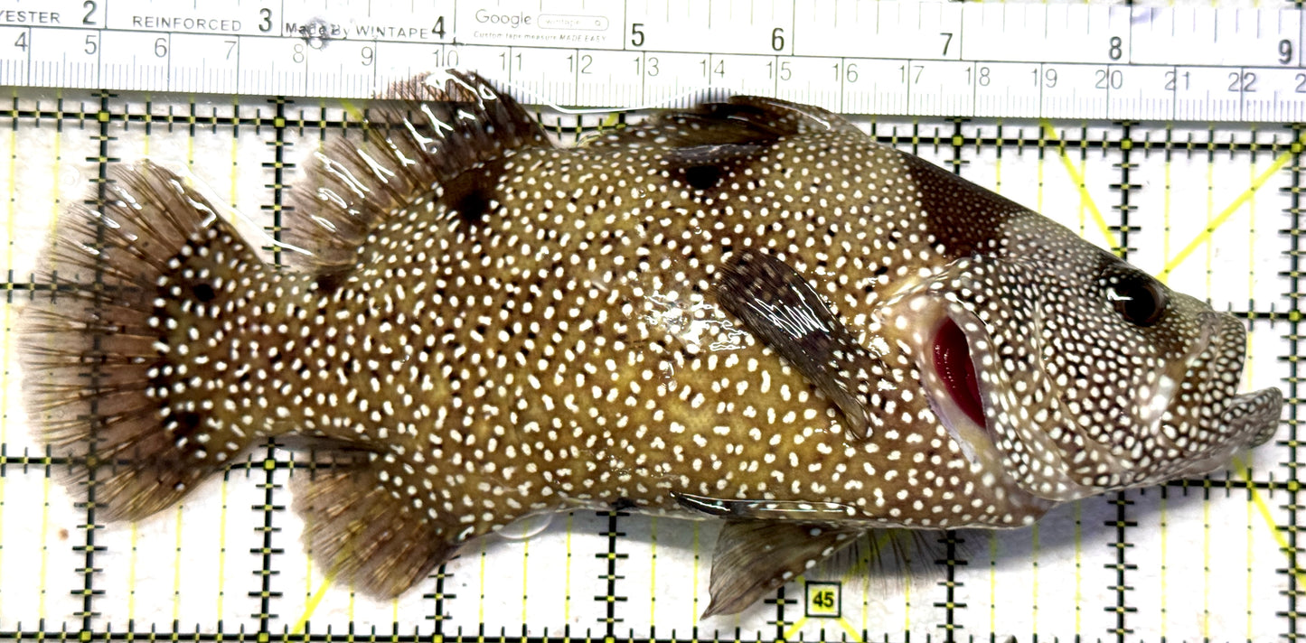 Clown Grouper CG102301 WYSIWYG (Solomon Islands Special Grade) Size: XXL 7.5" approx